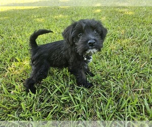 Medium Schnauzer (Miniature)