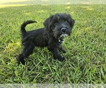 Puppy Tia Schnauzer (Miniature)