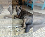Small Photo #2 Mutt Puppy For Sale in Frenchburg, KY, USA