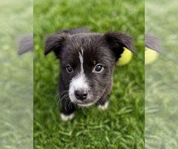 Medium Photo #3 Borador Puppy For Sale in Sandy, UT, USA