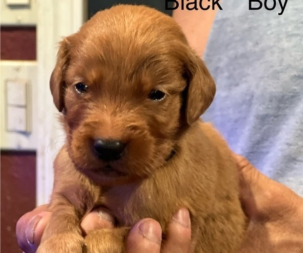Medium Photo #13 Golden Retriever Puppy For Sale in FRESNO, CA, USA
