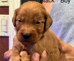 Puppy 10 Golden Retriever