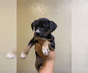 Collie-Unknown Mix Dogs for adoption in Modesto, CA, USA