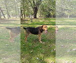 Small #2 Airedale Terrier Mix