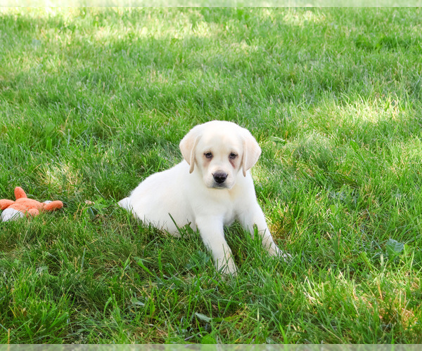Medium Photo #6 Labrador Retriever Puppy For Sale in SYRACUSE, IN, USA