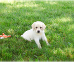 Small #5 Labrador Retriever