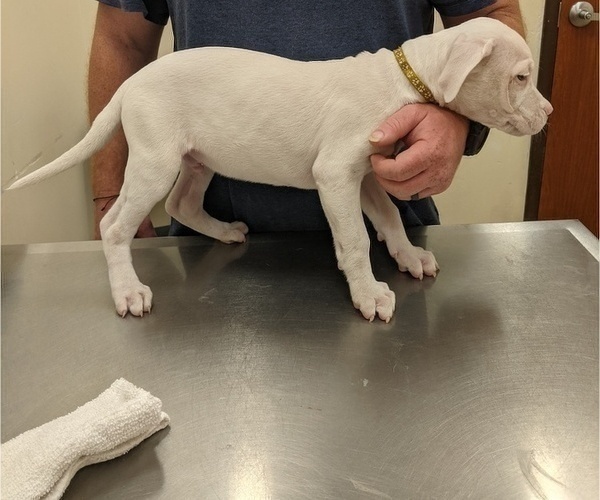 Medium Photo #7 Dogo Argentino Puppy For Sale in KATY, TX, USA