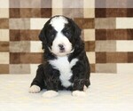 Small #5 Bernedoodle (Miniature)