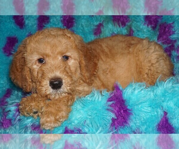 Medium Photo #1 Miniature Labradoodle Puppy For Sale in LA HABRA, CA, USA