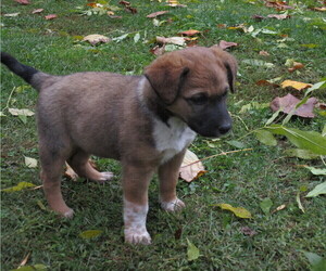 Australian Cattle Dog-Rat Terrier Mix Puppy for sale in KINGMAN, IN, USA