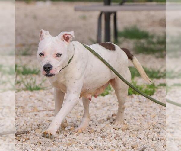 Medium Photo #1 American Pit Bull Terrier-Unknown Mix Puppy For Sale in Waco, TX, USA