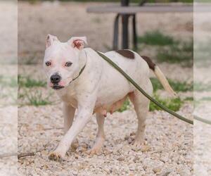 American Pit Bull Terrier-Unknown Mix Dogs for adoption in Waco, TX, USA