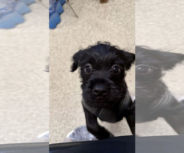 Medium Photo #8 Mutt Puppy For Sale in St. Louis Park, MN, USA