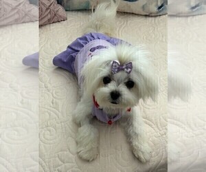 Mother of the Maltese puppies born on 08/23/2025