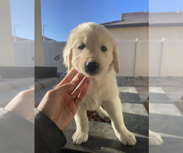 Medium Photo #1 Golden Retriever Puppy For Sale in VICTORVILLE, CA, USA