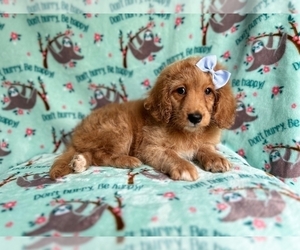 Goldendoodle (Miniature) Puppy for sale in LAKELAND, FL, USA