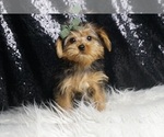 Small #2 Morkie