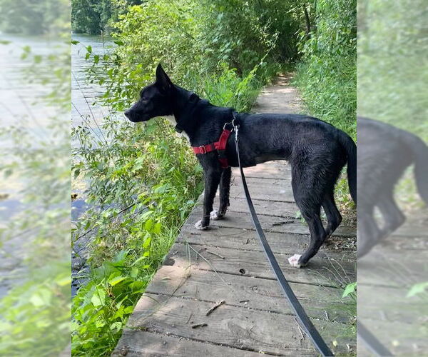 Medium Photo #3 American Pit Bull Terrier-Unknown Mix Puppy For Sale in Stevens Point, WI, USA
