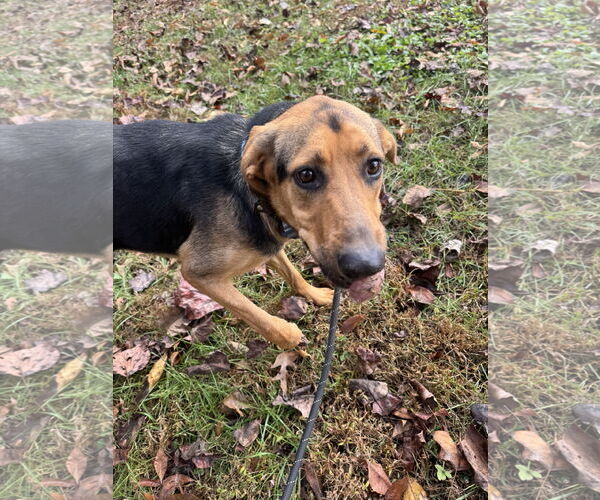 Medium Photo #2 German Shepherd Dog-Unknown Mix Puppy For Sale in Sparta, TN, USA