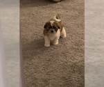 Small Photo #2 Zuchon Puppy For Sale in CHARLOTTE, NC, USA