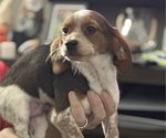 Puppy 1 Beagle-Cock-A-Poo Mix