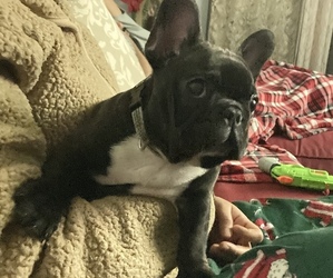 French Bulldog Puppy for sale in NEW LENOX, IL, USA