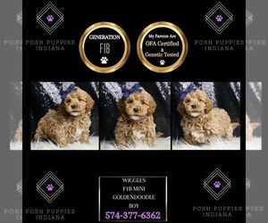 Goldendoodle (Miniature) Puppy for sale in WARSAW, IN, USA