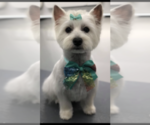 Small Photo #1 West Highland White Terrier Puppy For Sale in CROSBY, TX, USA