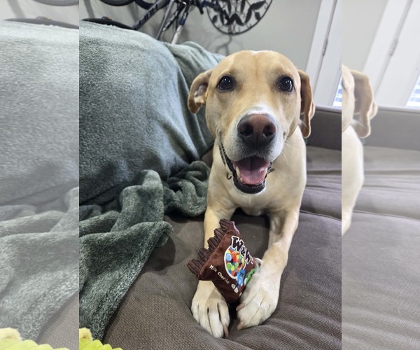 Medium Photo #1 Labrador Retriever-Unknown Mix Puppy For Sale in Mount Pleasant, SC, USA