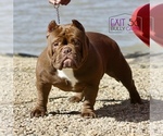 Small Photo #1 American Bully Puppy For Sale in COVINGTON, GA, USA