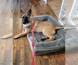 Mutt Dogs for adoption in Granbury, TX, USA