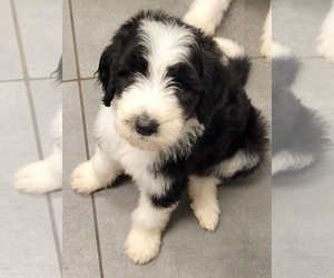 Sheepadoodle Puppy for sale in PADUCAH, KY, USA
