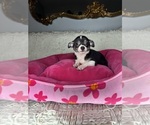 Small #2 Chihuahua