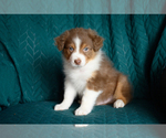 Small #3 Australian Shepherd