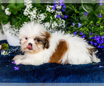 Small #7 Shih Tzu