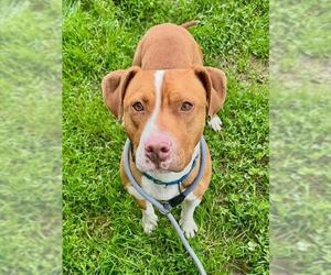 Mutt Dogs for adoption in Sacramento, CA, USA