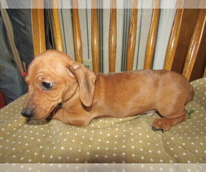 Dachshund Puppy for sale in MISHAWAKA, IN, USA
