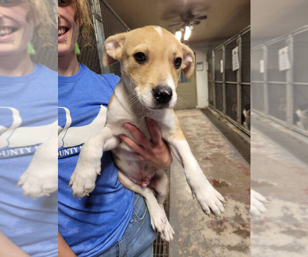 Medium Photo #2 Siberian Husky-Unknown Mix Puppy For Sale in Linton, IN, USA