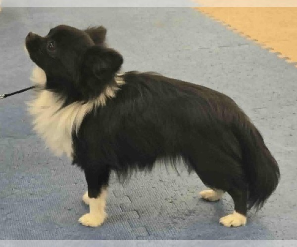 Medium Photo #6 Chihuahua Puppy For Sale in NEWVILLE, PA, USA