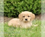 Small #2 Golden Retriever