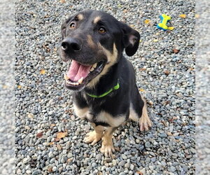 Gerberian Shepsky Dogs for adoption in Anchorage, AK, USA