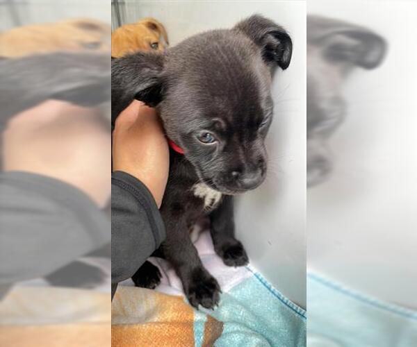 Medium Photo #1 Labrador Retriever-Unknown Mix Puppy For Sale in Houston, TX, USA