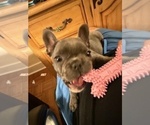 Small #23 French Bulldog