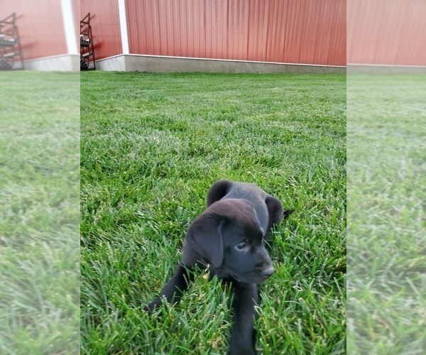 Medium Photo #7 Labrador Retriever Puppy For Sale in SABETHA, KS, USA