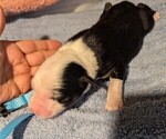 Puppy George W Australian Shepherd