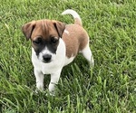 Puppy Max Jack Russell Terrier