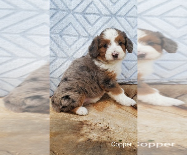 Medium Photo #3 Aussiedoodle Miniature  Puppy For Sale in SULLIVAN, IL, USA