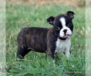Boston Terrier Puppy for Sale in ROYSE CITY, Texas USA