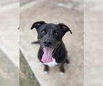 Small #1 Labrador Retriever Mix