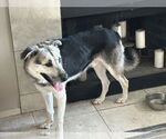 Small #1 Anatolian Shepherd-German Shepherd Dog Mix